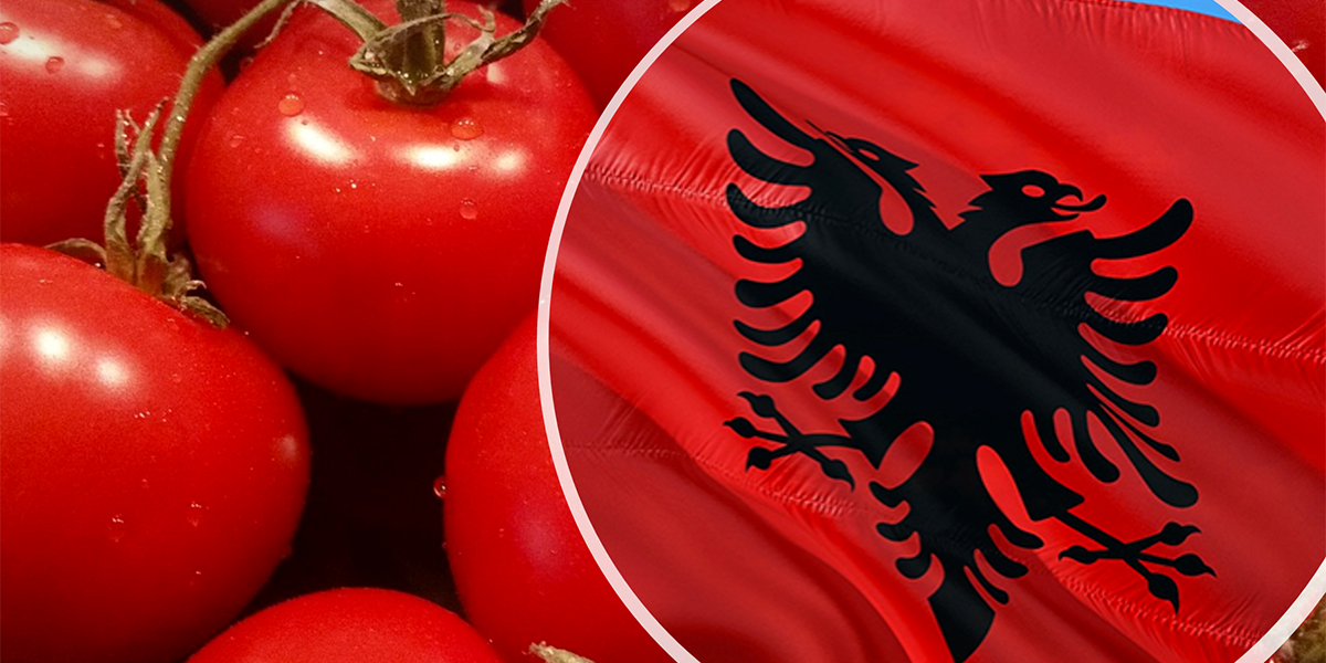 Pomodoro albanese: un competitor ostico grazie al know-how italiano
